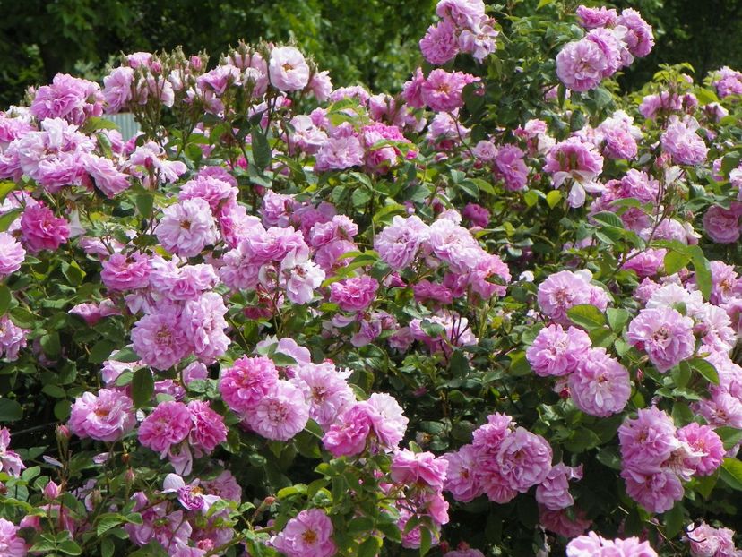 27 mai (24) - Gard de trandafiri