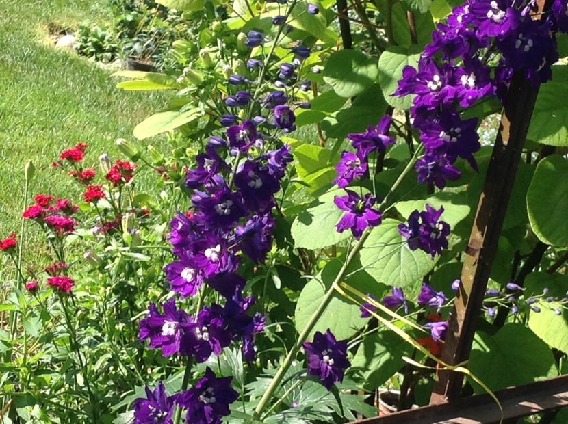  - Delphinium un nou inceput