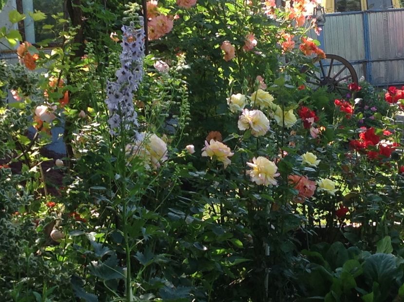  - Delphinium un nou inceput