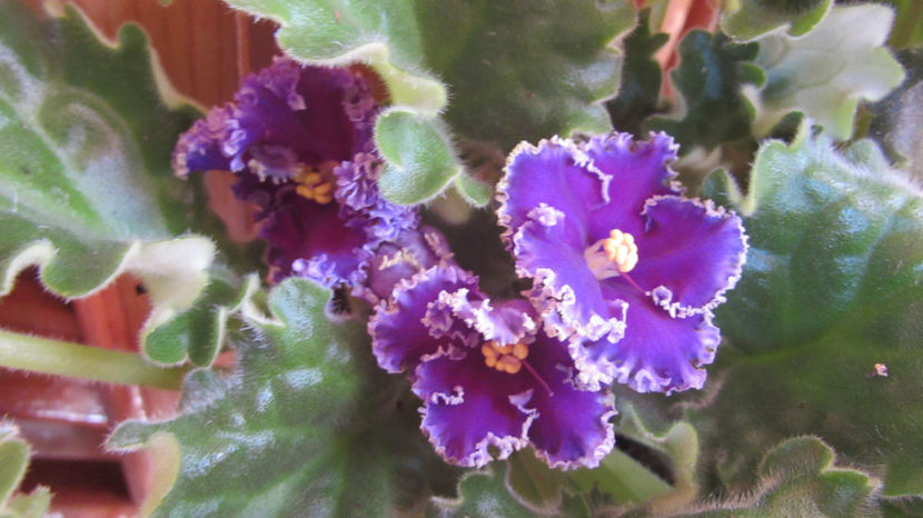 Le Reigning Beauty - Violete