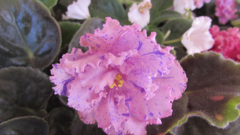 RS Zabyaka - Violete