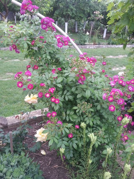 a2 - A Trandafiri 2018 diverse