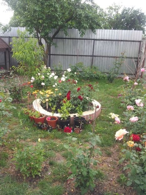 a18 - A Trandafiri 2018 diverse