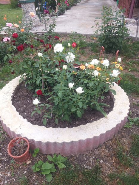 a38 - A Trandafiri 2018 diverse