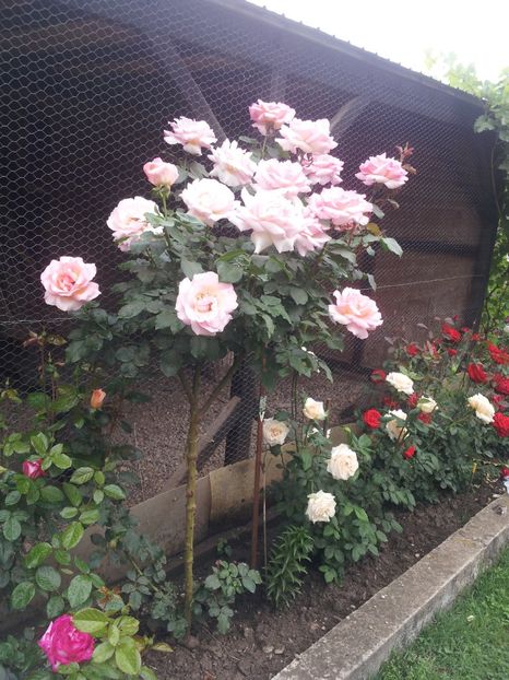 c1 - A Trandafiri 2018 diverse