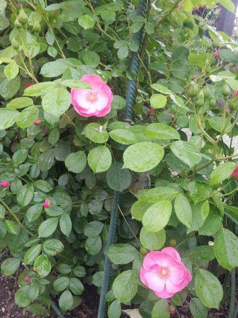  - A Trandafiri 2018 diverse