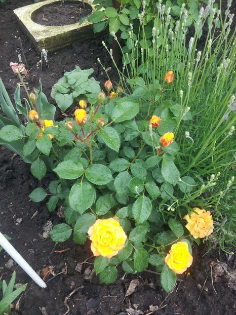  - A Trandafiri 2018 diverse