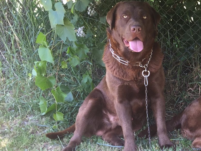 Bruno expune coama de leu - Labradorii