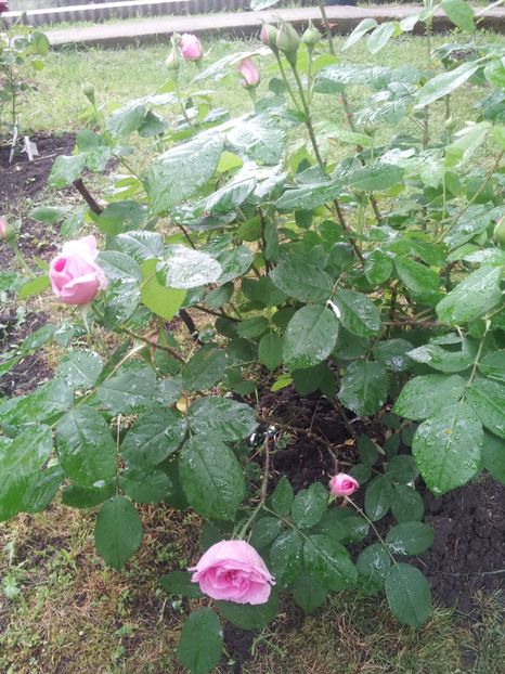  - A Trandafiri 2018 diverse