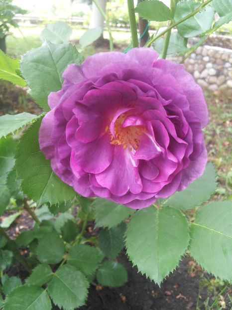  - A Trandafiri 2018 diverse