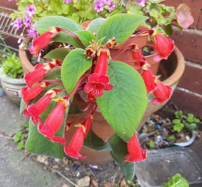 Kohleria rosie - Florile mele din Anglia