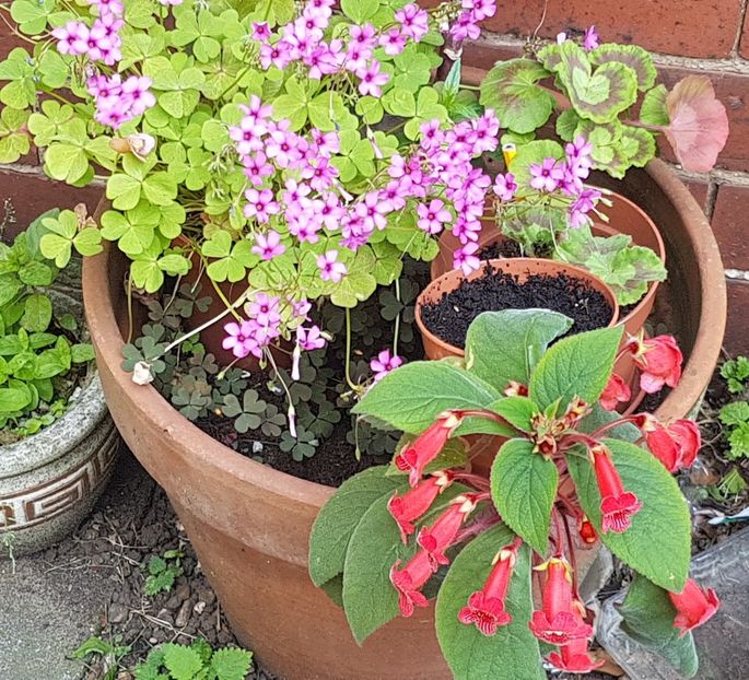 Kohleria  si oxalisul roz - Florile mele din Anglia