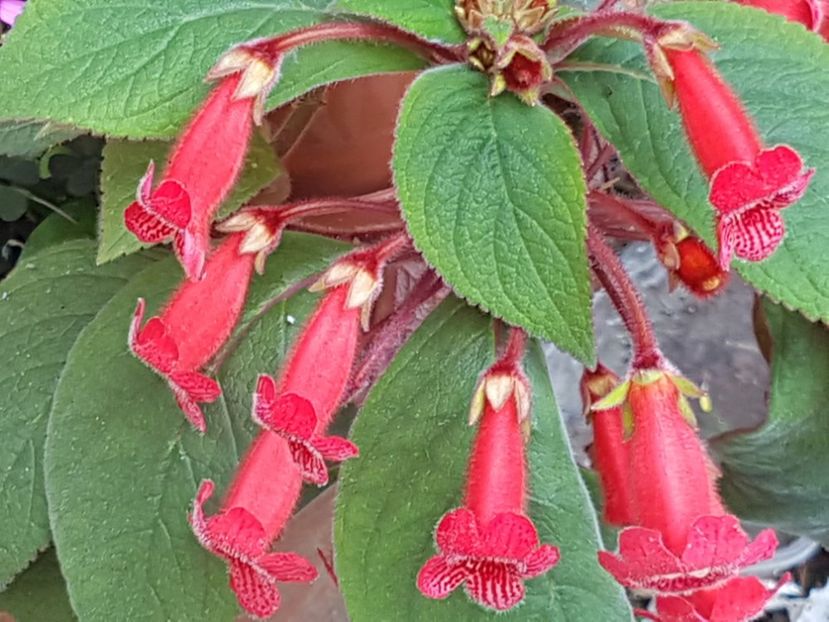  - Florile mele din Anglia