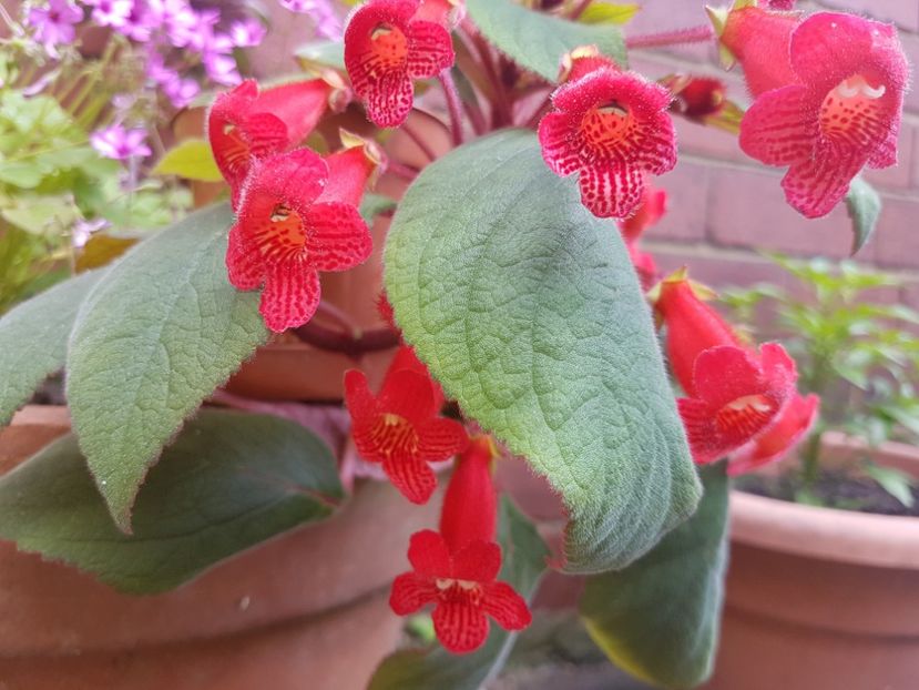  - Florile mele din Anglia