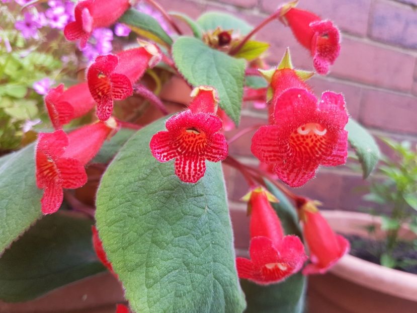  - Florile mele din Anglia