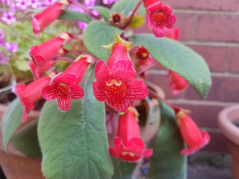  - Florile mele din Anglia