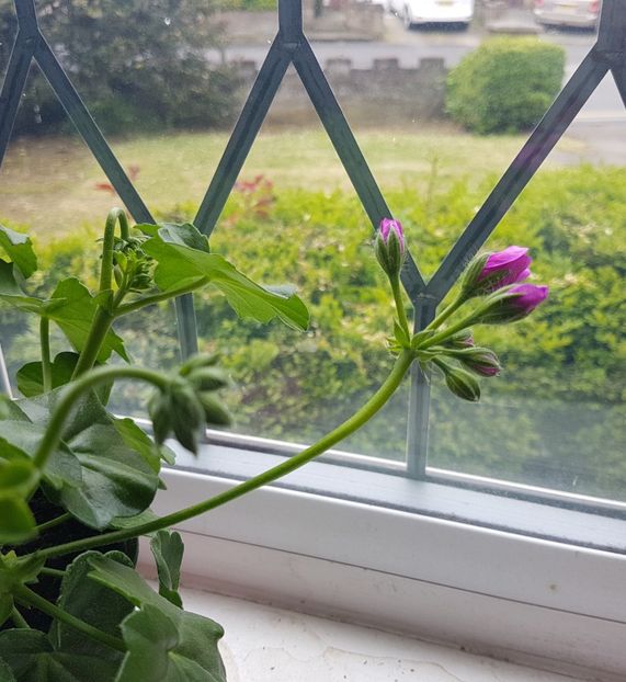 Boboc de muscata semicurgatoare mov lila - Florile mele din Anglia