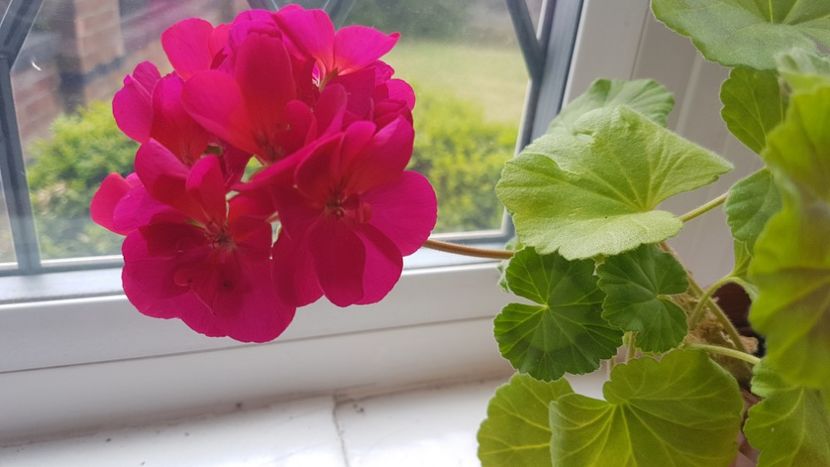  - Florile mele din Anglia