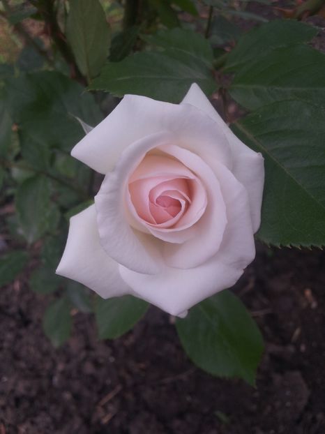  - A Trandafiri 2018 diverse