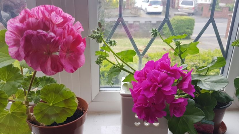  - Florile mele din Anglia