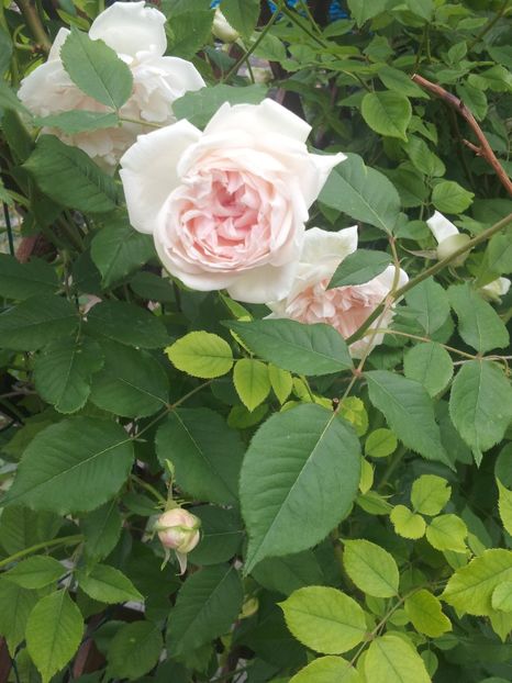  - A Trandafiri 2018 diverse