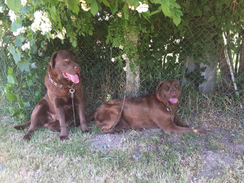 Bruno si Lolo - Labradorii
