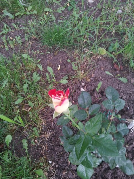  - A Trandafiri 2018 diverse