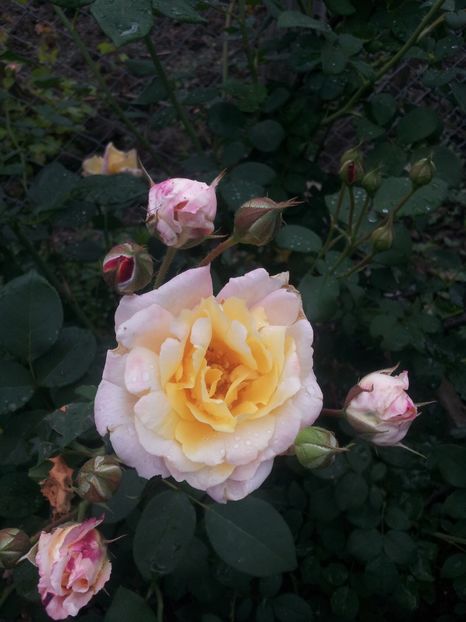  - A Trandafiri 2018 diverse