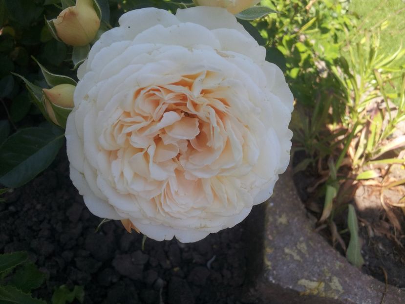  - A Trandafiri 2018 diverse