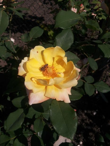  - A Trandafiri 2018 diverse