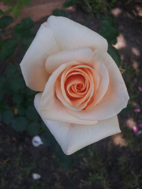  - A Trandafiri 2018 diverse