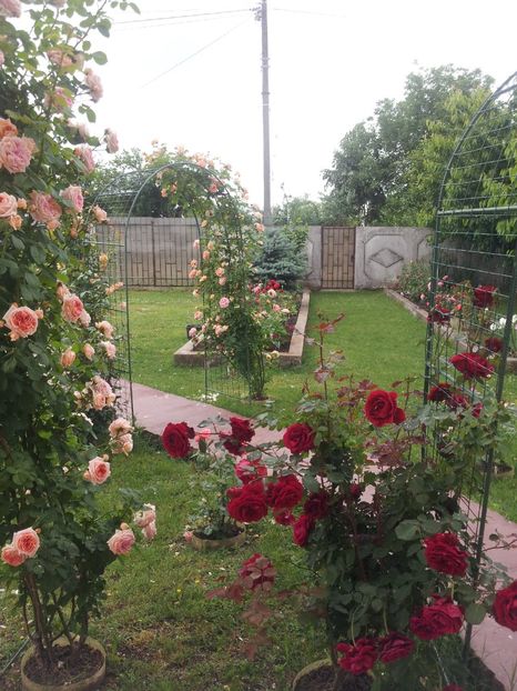 a12 - 1 Trandafiri 2018