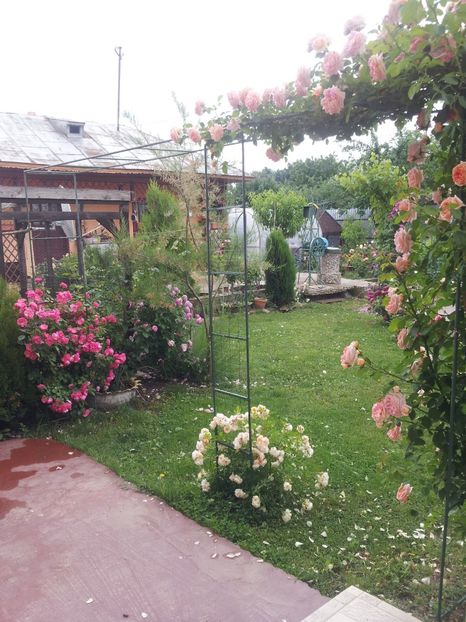 a13 - 1 Trandafiri 2018