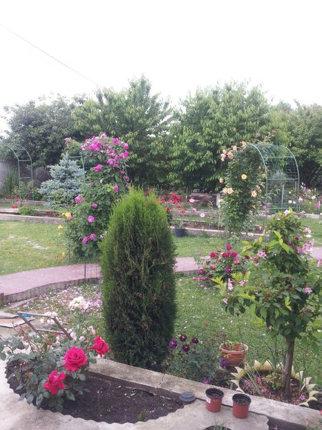 a16 - 1 Trandafiri 2018