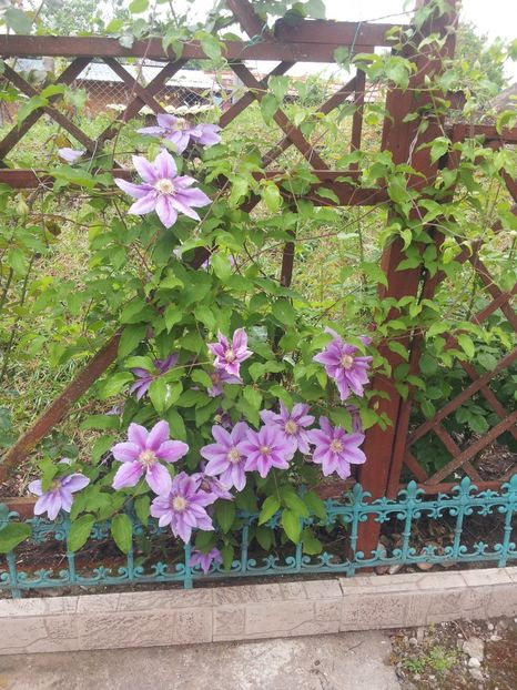 a35 - 1 Trandafiri 2018