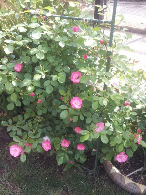 a36 - 1 Trandafiri 2018