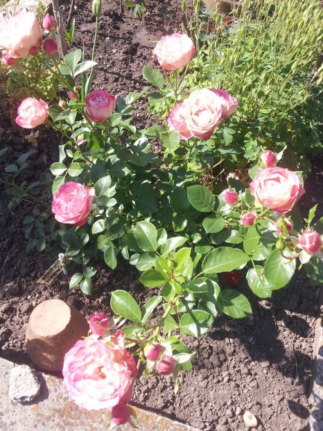 a40 - 1 Trandafiri 2018