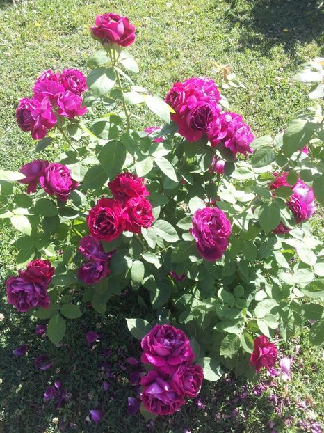 a41 - 1 Trandafiri 2018