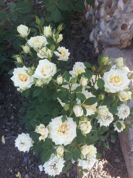 a42 - 1 Trandafiri 2018