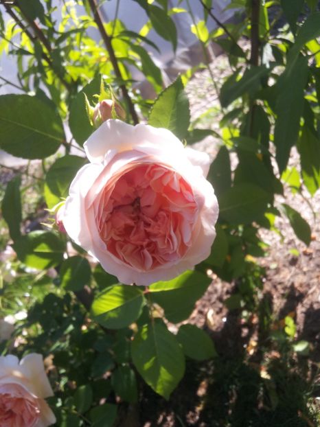 a43 - 1 Trandafiri 2018