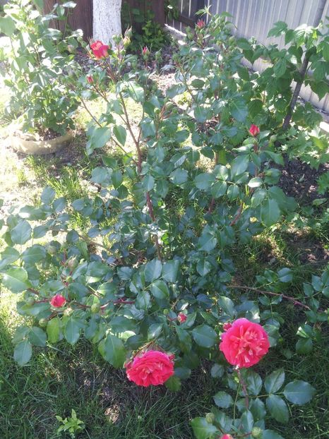 a45 - 1 Trandafiri 2018