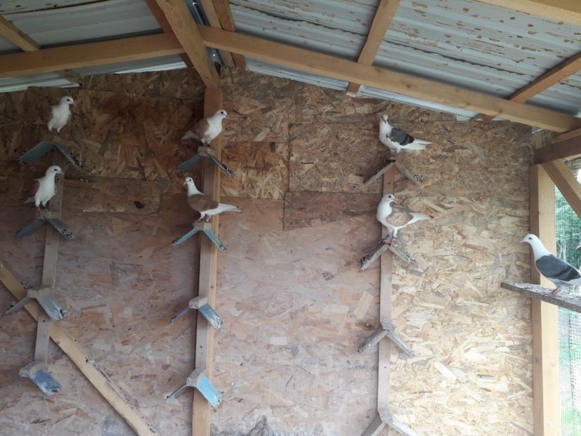 O nouă provocare !! - Voiajori LISTI