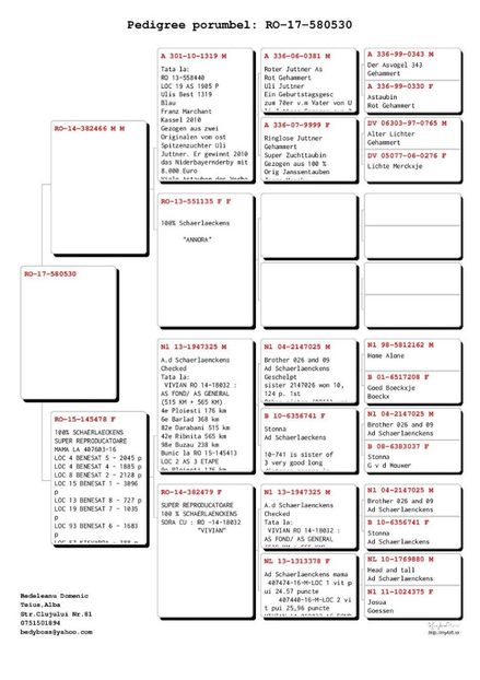 Bedeleanu-Domenic-RO-580530-2017-pedigree - Femela de vînzare din crescătoria Bedeleanu Domenic