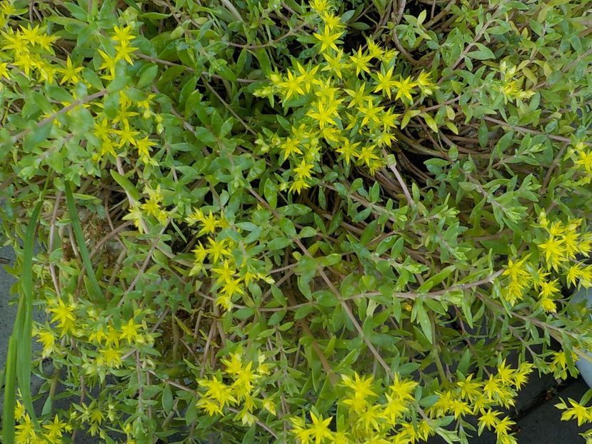  - Genul Sedum
