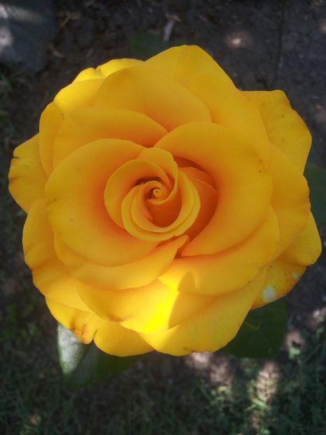  - A Trandafiri 2018 diverse