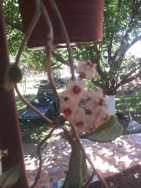  - A Trandafiri 2018 diverse