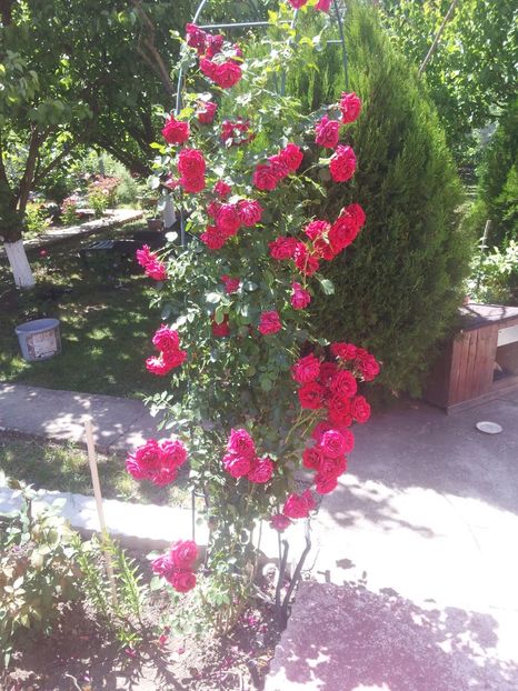  - A Trandafiri 2018 diverse