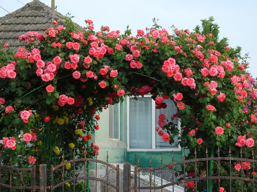  - Dee Dee Bridgewater