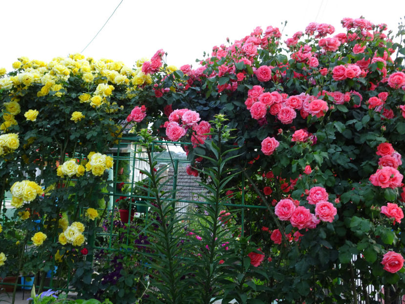  - Dee Dee Bridgewater