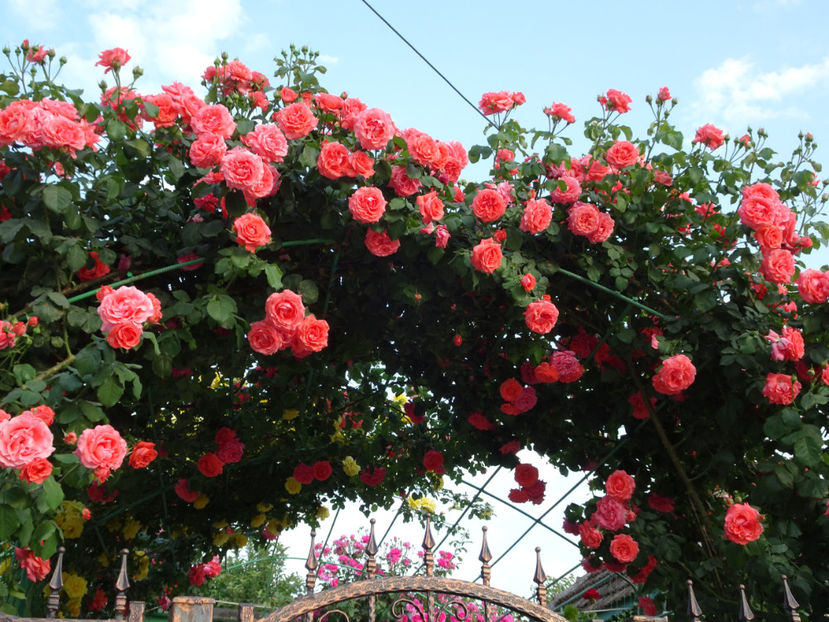  - Dee Dee Bridgewater